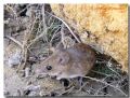 Apodemus sylvaticus dichrurus